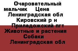 Очаровательный мальчик  › Цена ­ 20 000 - Ленинградская обл., Кировский р-н, Приладожский пгт Животные и растения » Собаки   . Ленинградская обл.